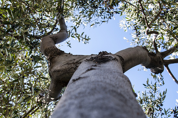 Olio Toscano biologico