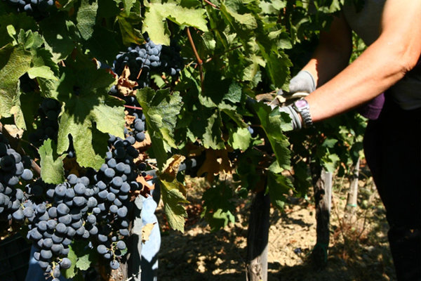 Produzione vinicola